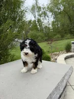Lilah, a male Poodle - Miniature  for sale in Millersburg, OH – 6 of 7