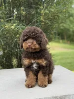 Cola, a male Poodle - Miniature  for sale in Millersburg, OH – 5 of 8