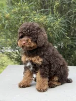 Cola, a male Poodle - Miniature  for sale in Millersburg, OH – 2 of 8