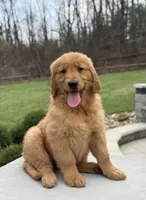 Casey, a  Golden Retriever for sale in Millersburg, OH – Photo 3 of 7