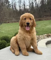 Casey, a  Golden Retriever for sale in Millersburg, OH – Photo 5 of 7