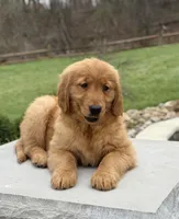 Casey, a  Golden Retriever for sale in Millersburg, OH – Photo 4 of 7