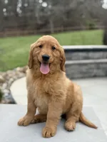 Casey, a  Golden Retriever for sale in Millersburg, OH – Photo 2 of 7