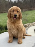 Casey, a  Golden Retriever for sale in Millersburg, OH – Photo 1 of 7