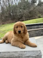 Casey, a  Golden Retriever for sale in Millersburg, OH – Photo 7 of 7