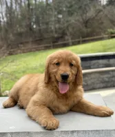 Casey, a  Golden Retriever for sale in Millersburg, OH – Photo 6 of 7