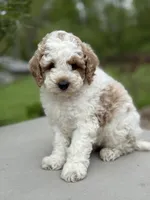 Joey, a male Poodle - Miniature  for sale in Millersburg, OH – 4 of 7