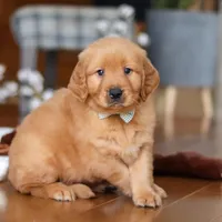 King, a male Golden Retriever for sale in Millersburg, OH – Photo 6 of 8