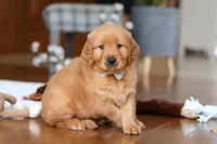 King, a male Golden Retriever for sale in Millersburg, OH – Photo 6 of 8