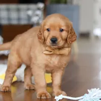 Alex, a male Golden Retriever for sale in Millersburg, OH – Photo 5 of 7