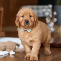 King, a male Golden Retriever for sale in Millersburg, OH – Photo 8 of 8