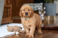 King, a male Golden Retriever for sale in Millersburg, OH – Photo 8 of 8