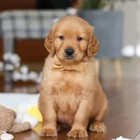 Alex, a male Golden Retriever for sale in Millersburg, OH – Photo 7 of 7