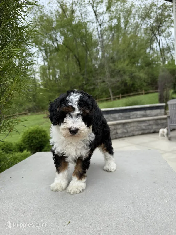 Lilah – Poodle - Miniature  puppy for sale in Millersburg, OH