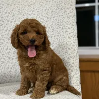 Honey, a female Miniature Goldendoodle for sale in Millersburg, OH – Photo 6 of 8