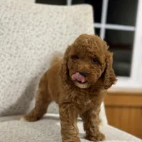 Honey, a female Miniature Goldendoodle for sale in Millersburg, OH – Photo 4 of 8