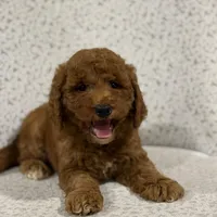 Honey, a female Miniature Goldendoodle for sale in Millersburg, OH – Photo 1 of 8