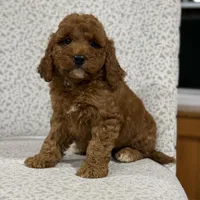 Honey, a female Miniature Goldendoodle for sale in Millersburg, OH – Photo 8 of 8