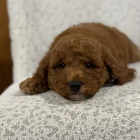 Honey, a female Miniature Goldendoodle for sale in Millersburg, OH – Photo 7 of 8