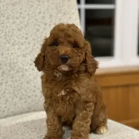 Honey, a female Miniature Goldendoodle for sale in Millersburg, OH – Photo 5 of 8
