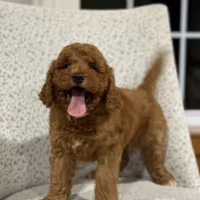 Honey, a female Miniature Goldendoodle for sale in Millersburg, OH – Photo 3 of 8