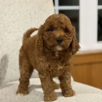 Honey, a female Miniature Goldendoodle for sale in Millersburg, OH – Photo 2 of 8