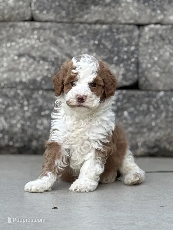 Titan  – Poodle - Miniature  puppy for sale in Millersburg, OH