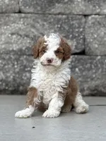 Titan , a male Poodle - Miniature  for sale in Millersburg, OH – 1 of 4