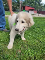 Jinx, a male Great Pyrenees for sale in Huntsville, IL – 5 of 6