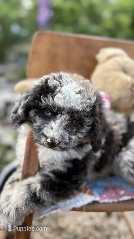 Maggie Grace – Miniature Aussiedoodle puppy for sale in Huntsville, IL