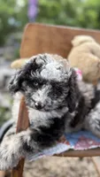 Maggie Grace, a female Miniature Aussiedoodle for sale in Huntsville, IL – 1 of 8
