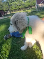 Jinx, a male Great Pyrenees for sale in Huntsville, IL – 4 of 6