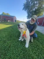 Gus, a male Great Pyrenees for sale in Huntsville, IL – 4 of 5