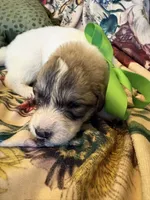 Yates, a male Great Pyrenees for sale in Huntsville, IL – 5 of 8