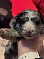 Lilly-Belle, a female Miniature Aussiedoodle for sale in Huntsville, IL – 10 of 10