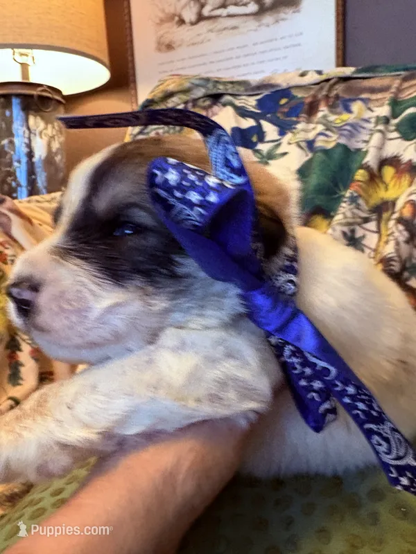 Thatcher – Great Pyrenees puppy for sale in Huntsville, IL