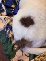 Thatcher, a male Great Pyrenees for sale in Huntsville, IL – 9 of 10