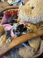 Lilly-Belle, a female Miniature Aussiedoodle for sale in Huntsville, IL – 5 of 10