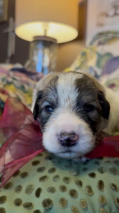 Asher, a male Great Pyrenees for sale in Huntsville, IL – 7 of 9