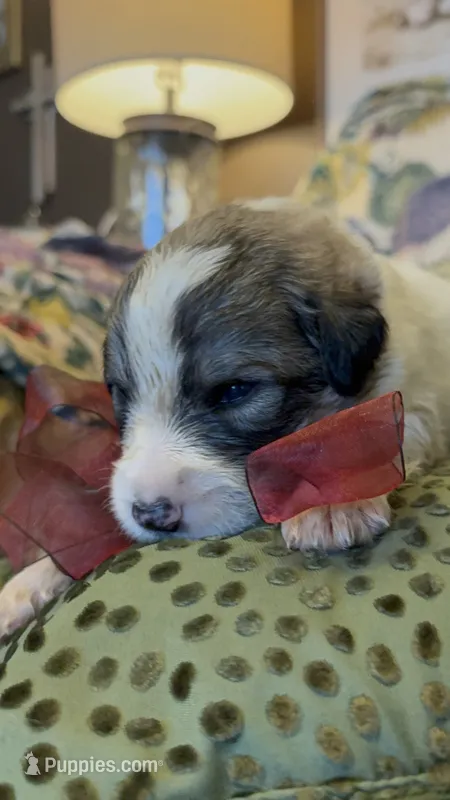 Asher – Great Pyrenees puppy for sale in Huntsville, IL