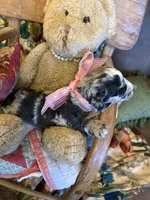 Lilly-Belle, a female Miniature Aussiedoodle for sale in Huntsville, IL – 8 of 10