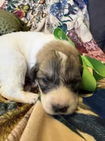 Yates, a male Great Pyrenees for sale in Huntsville, IL – 6 of 8