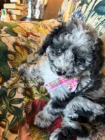Maggie Grace, a female Miniature Aussiedoodle for sale in Huntsville, IL – 5 of 8