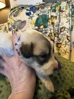 Jane, a female Great Pyrenees for sale in Huntsville, IL – 4 of 9