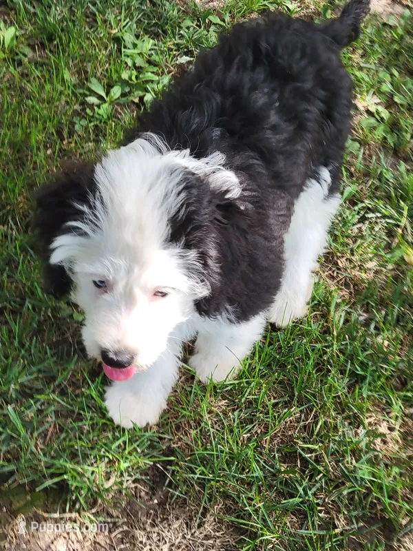 Oliver – Miniature Aussiedoodle puppy for sale in Huntsville, IL