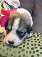 Maggie-Grace, a female Great Pyrenees for sale in Huntsville, IL – 5 of 7