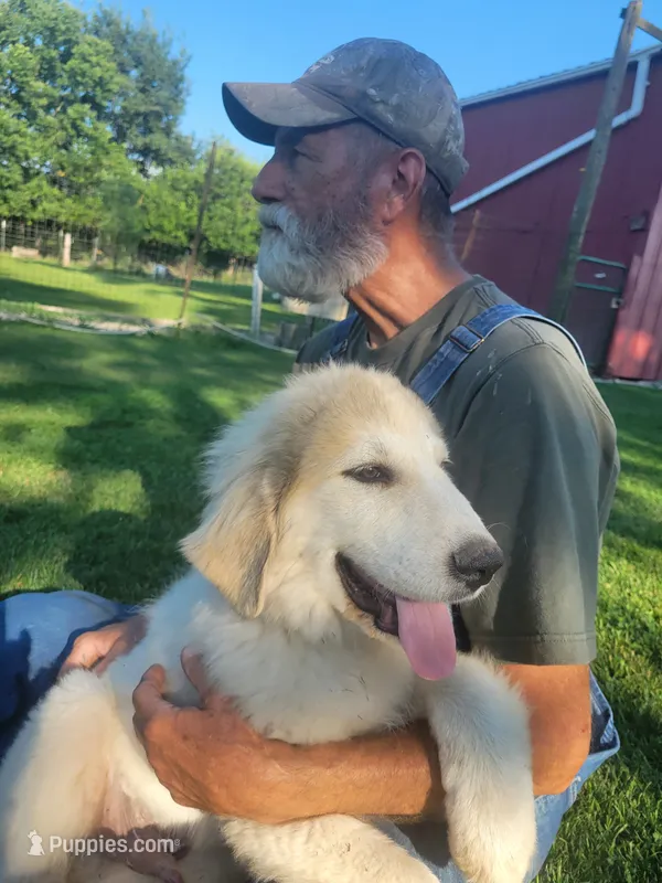 Gus – Great Pyrenees puppy for sale in Huntsville, IL