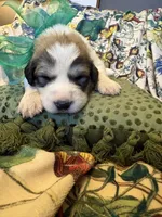 Keeper, a male Great Pyrenees for sale in Huntsville, IL – 5 of 10