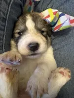 Jinx, a male Great Pyrenees for sale in Huntsville, IL – 3 of 3