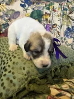 Jane, a female Great Pyrenees for sale in Huntsville, IL – 8 of 9